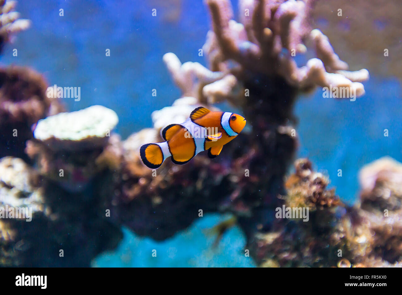 Tropical Fish in Aquarium Stock Photo