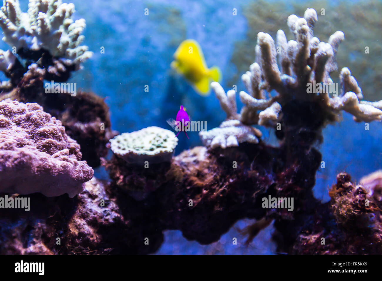 Tropical Fish in Aquarium Stock Photo