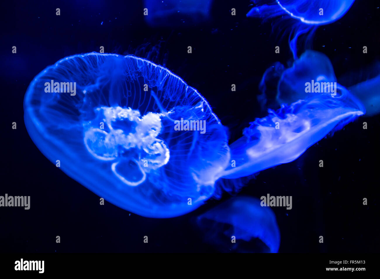 Moon Jellyfish in sea water Stock Photo - Alamy