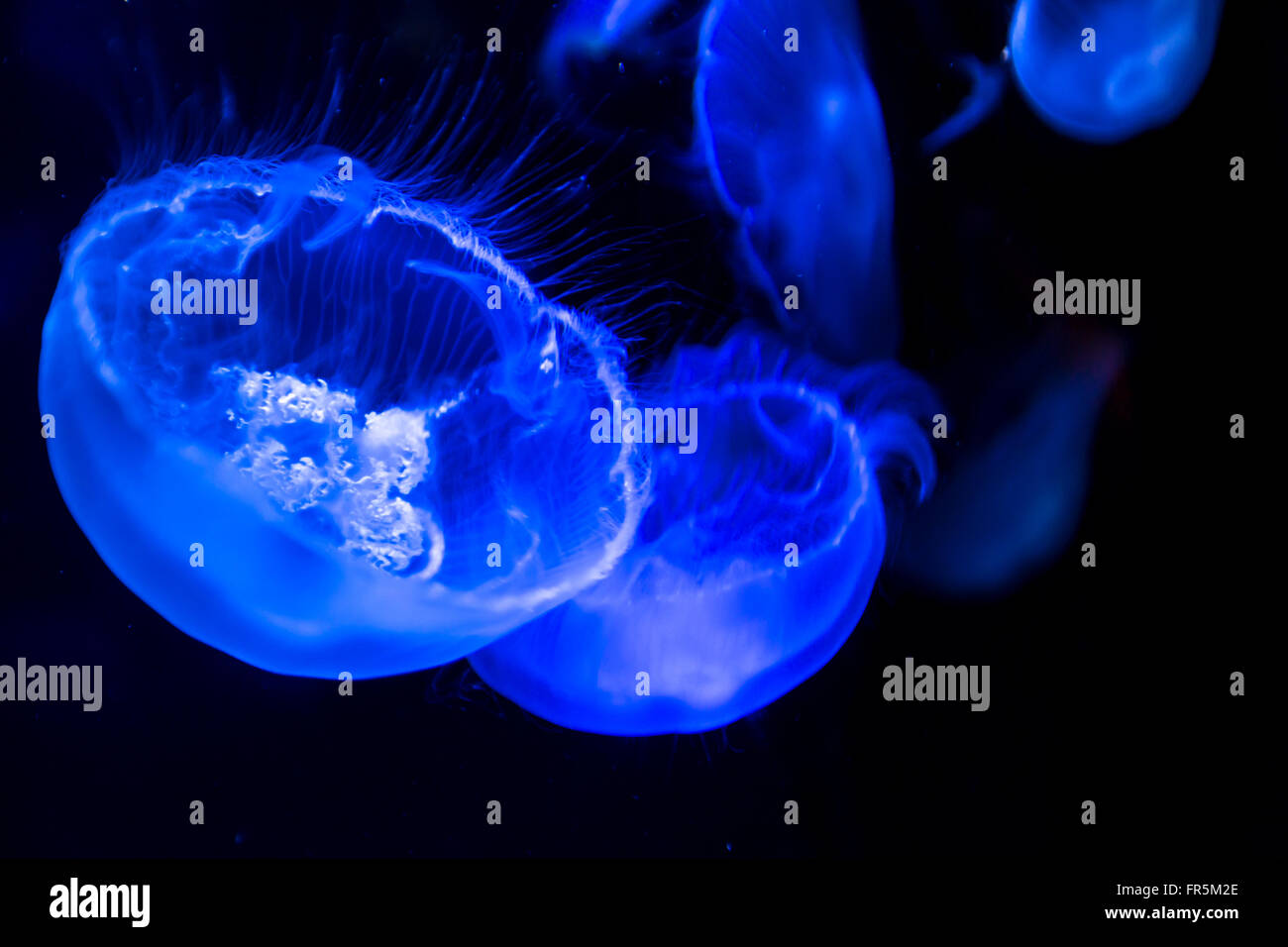 Moon Jellyfish in sea water Stock Photo - Alamy