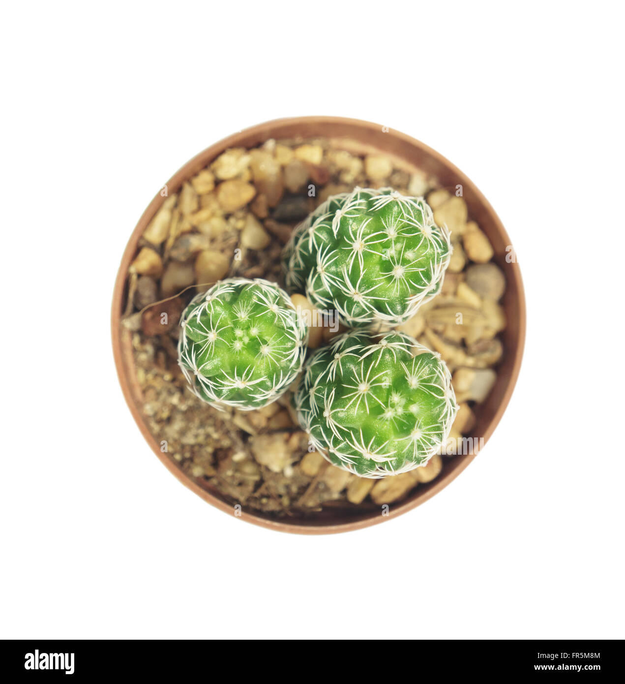 Cactus isolated on white background, top view Stock Photo