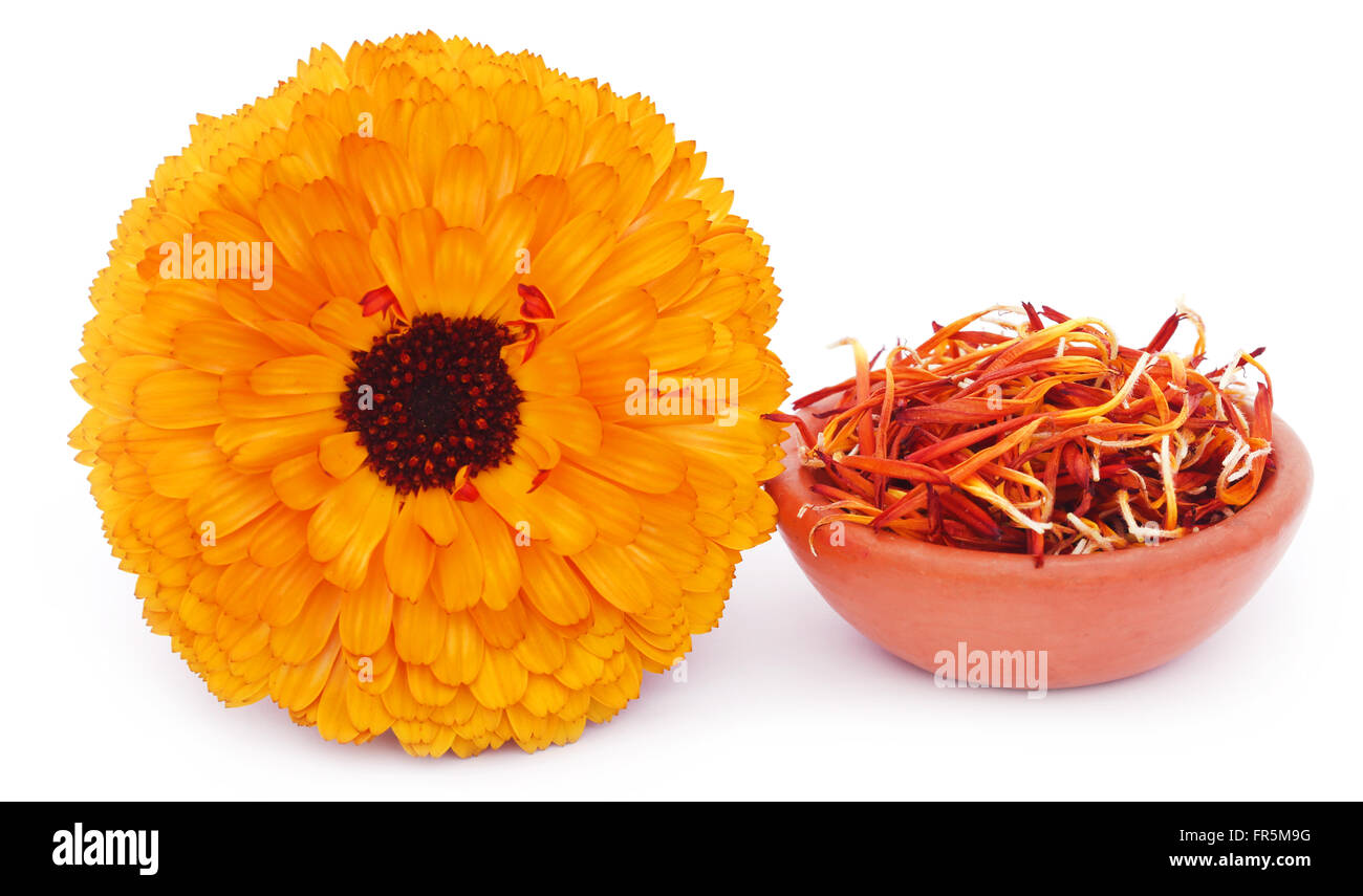 Closeup of calendula over white background Stock Photo