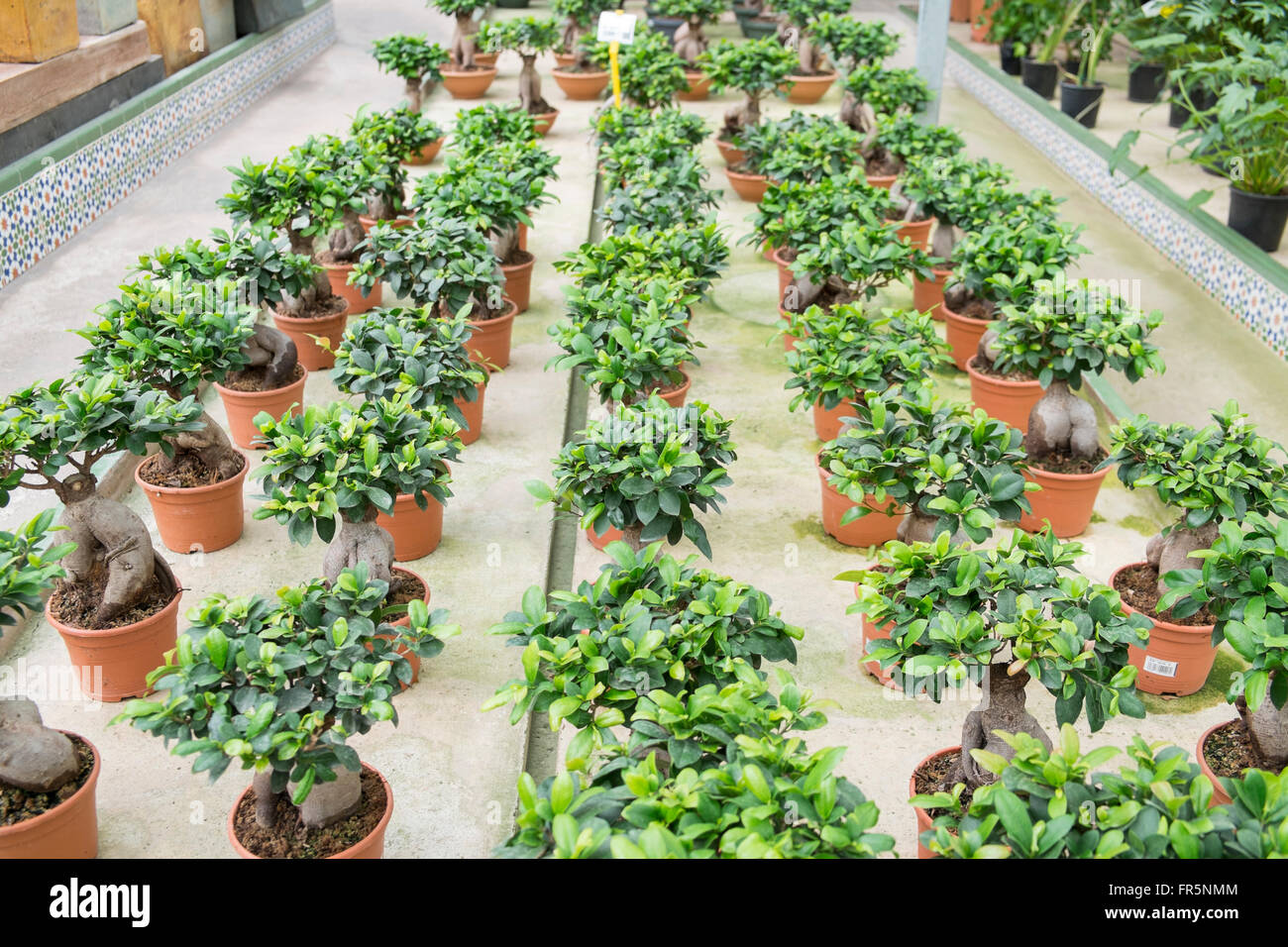 Ficus Ginseng in a nursery Stock Photo