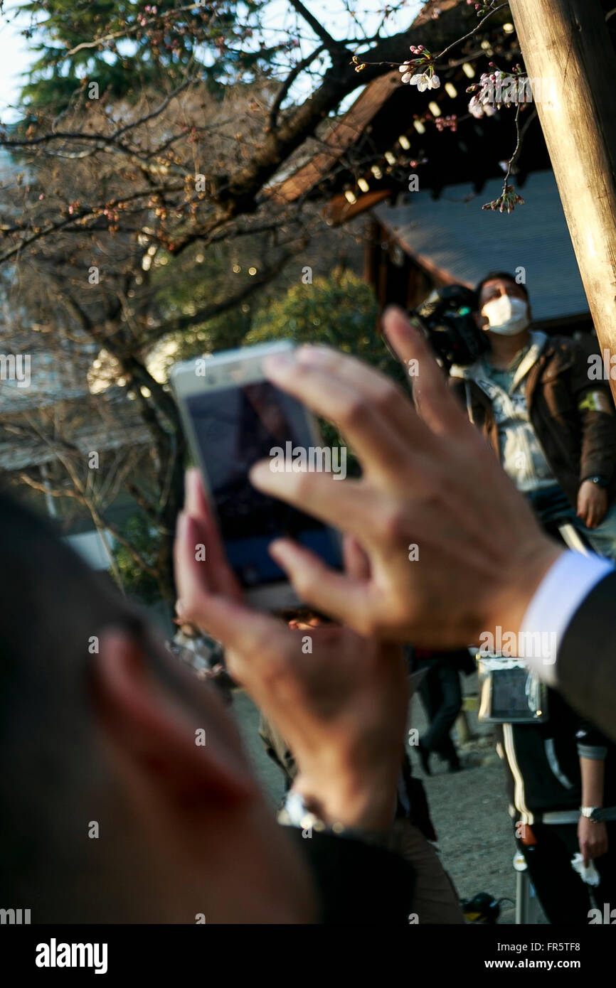 A man takes pictures of the first cherry blossoms at Yasukuni Shrine in ...
