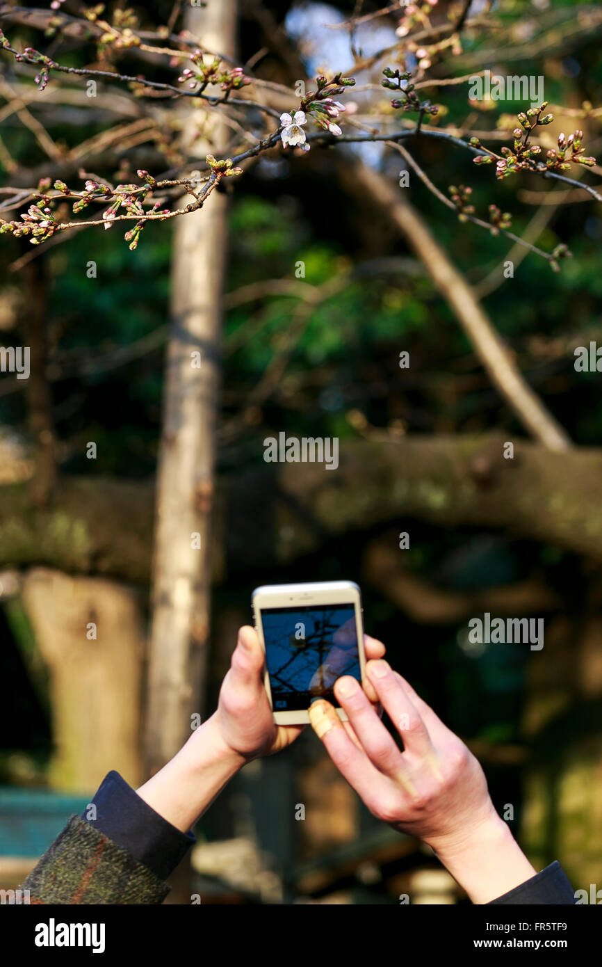 A man takes pictures of the first cherry blossoms at Yasukuni Shrine in ...