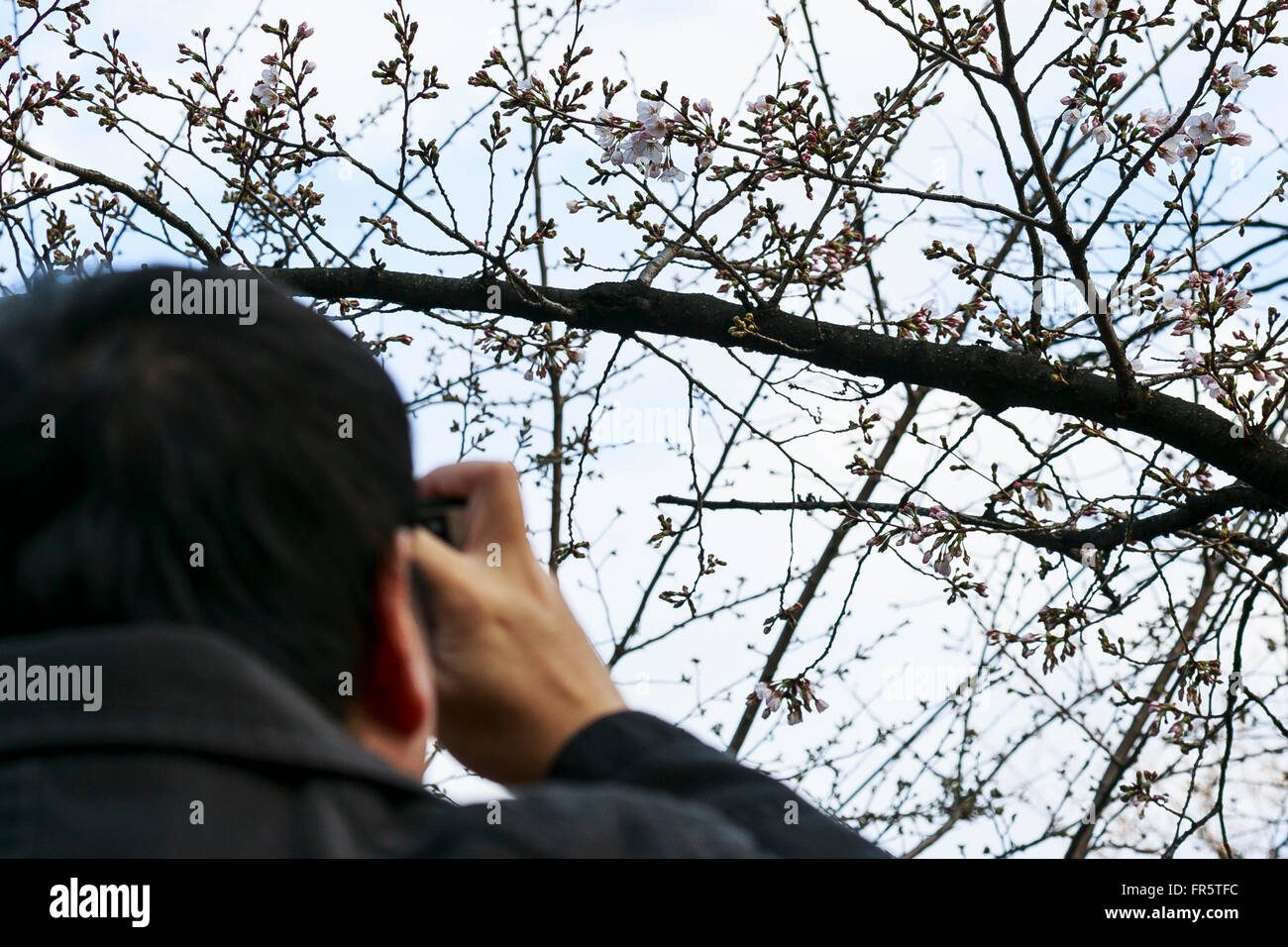A man takes pictures of the first cherry blossoms at Yasukuni Shrine in ...