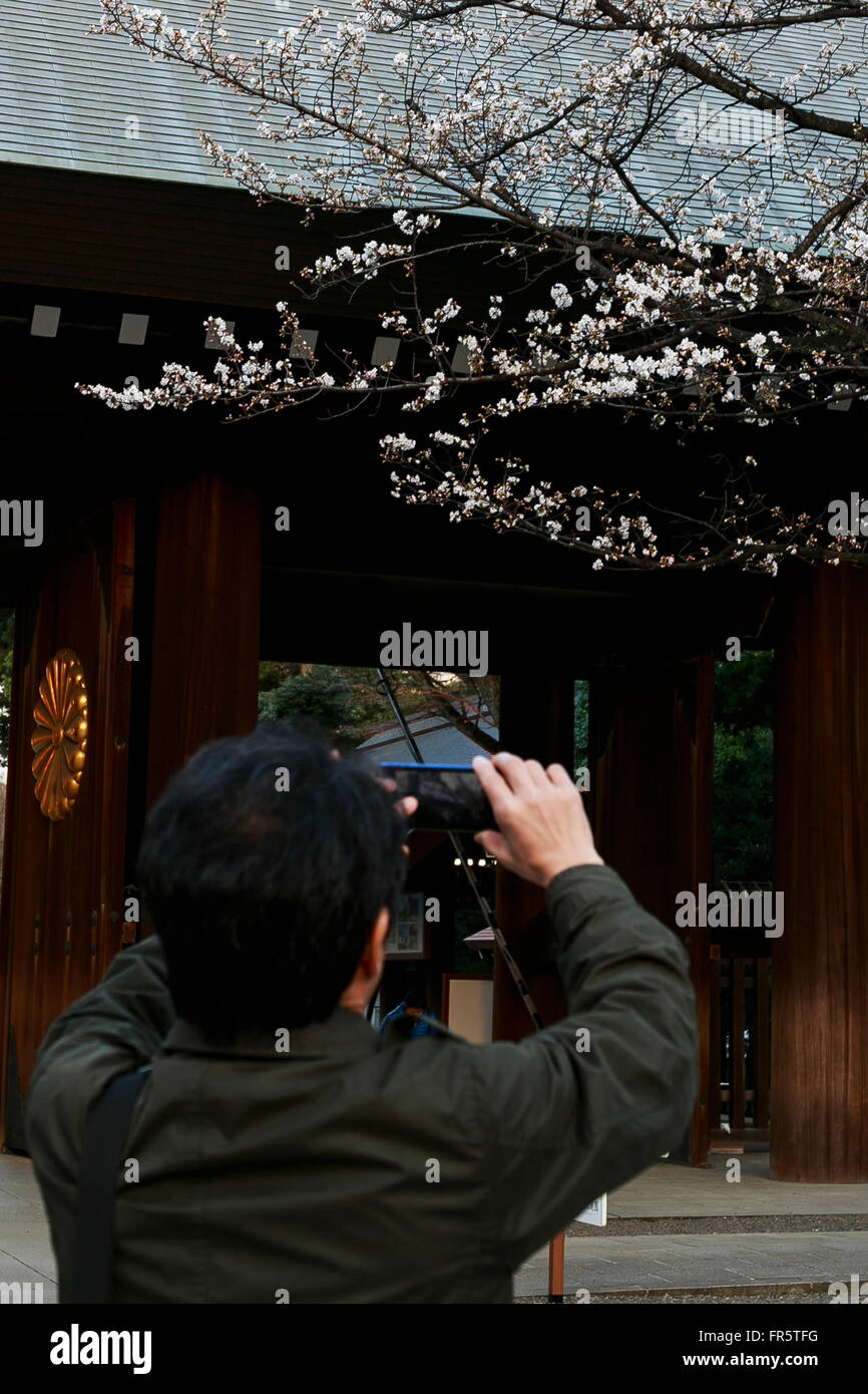 A man takes pictures of the first cherry blossoms at Yasukuni Shrine in ...