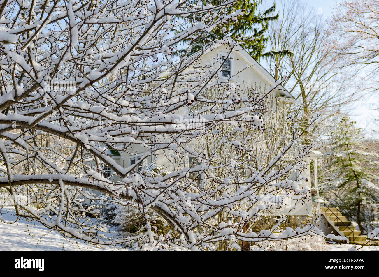 Chappaqua, New York, USA. 21st March, 2016. A snowstorm that hit the Northeastern United States on the first day of Spring blankets a backyard  in suburban Westchester County, covering trees and plants already starting to bud after a warm winter. Marianne A. Campolongo/Alamy Live News. Stock Photo