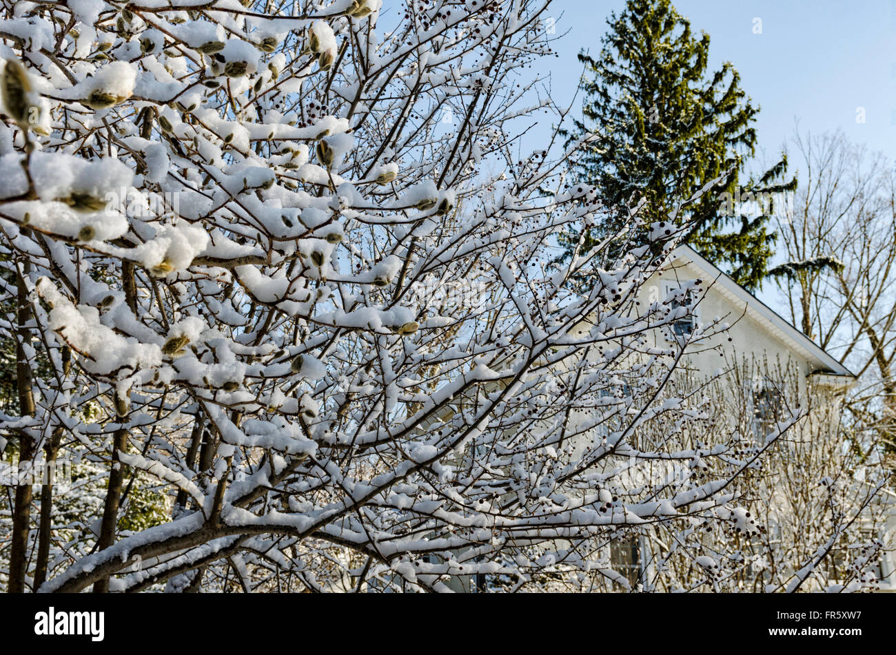 Chappaqua, New York, USA. 21st March, 2016. A snowstorm that hit the Northeastern United States on the first day of Spring blankets a backyard in suburban Westchester County, covering a star magnolia tree, Magnolia stellata, a  lilac tree, and other plants already starting to bud after a warm winter. Marianne A. Campolongo/Alamy Live News. Stock Photo