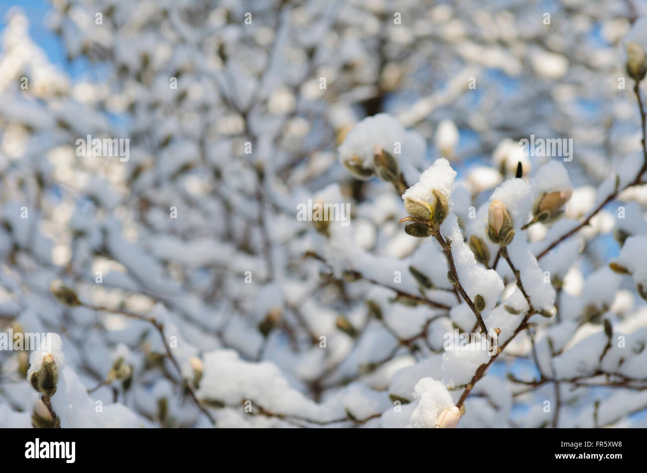 Chappaqua, New York, USA. 21st March, 2016. A snow storm that blanketed the Northeastern United States on the first day of Spring covers a star magnolia tree  (Magnolia Stellata) and its buds already beginning to bloom after a warm winter. Marianne A. Campolongo/Alamy Live News. Stock Photo