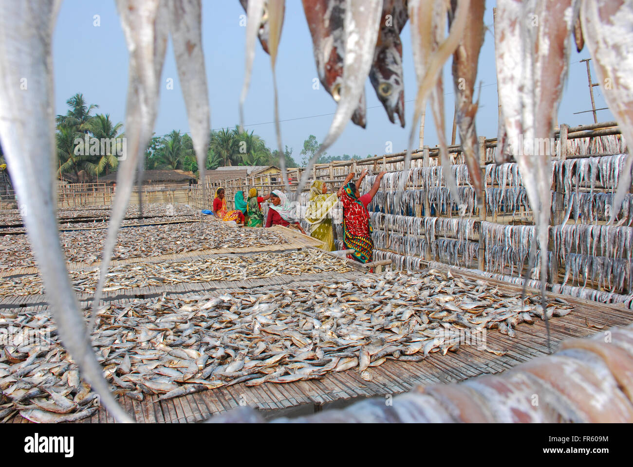 Cox's Bazar, Bangladesh. 19th Mar, 2016. Driedfish production has got