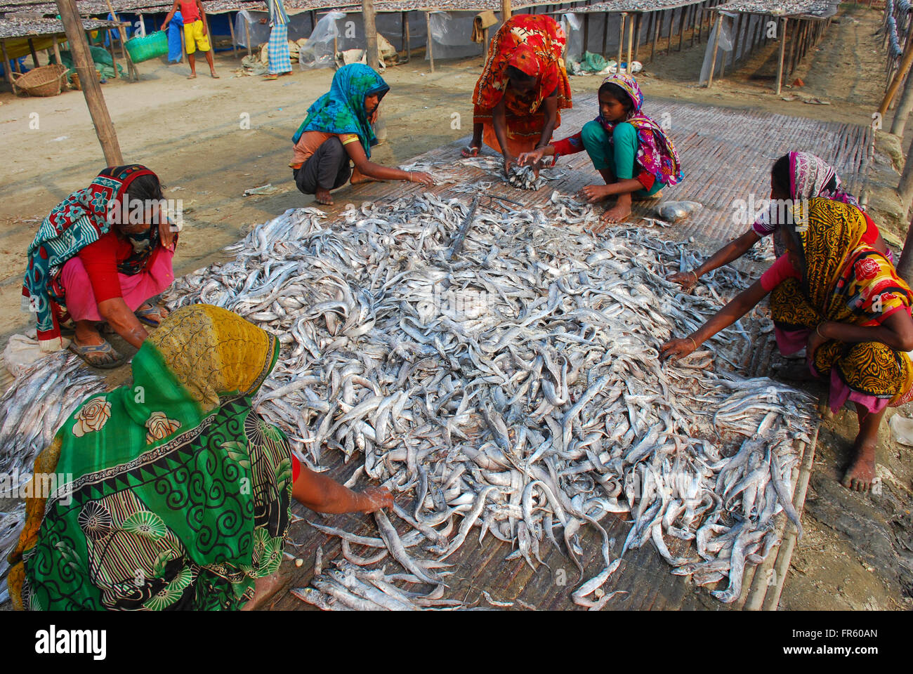 Cox's Bazar, Bangladesh. 19th Mar, 2016. Driedfish production has got