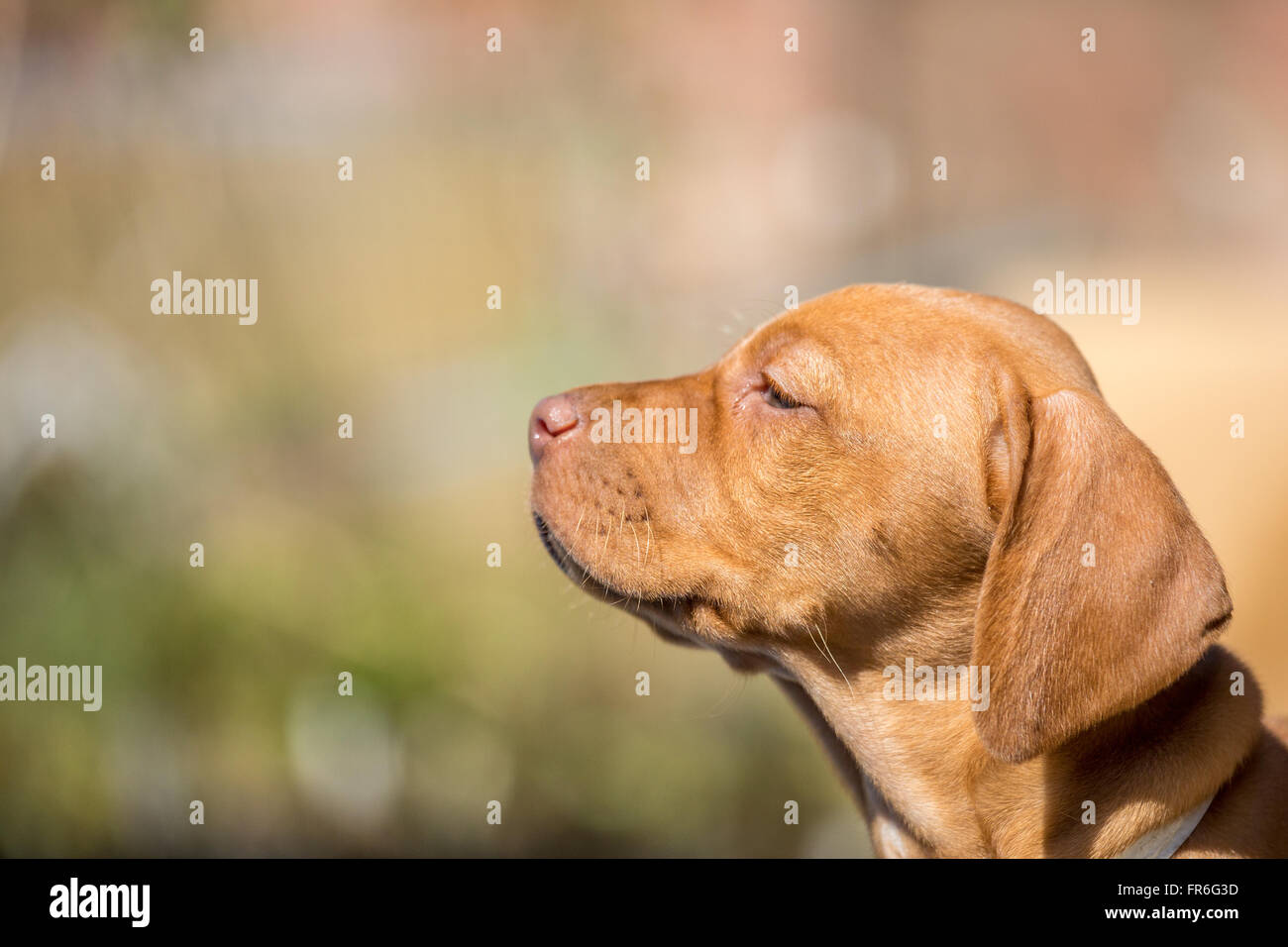 Hungarian Vizsla puppies at play Stock Photo Alamy