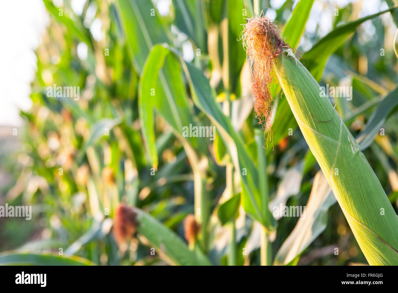 Green corn field growing up st sunset, Badajoz, Spain Stock Photo