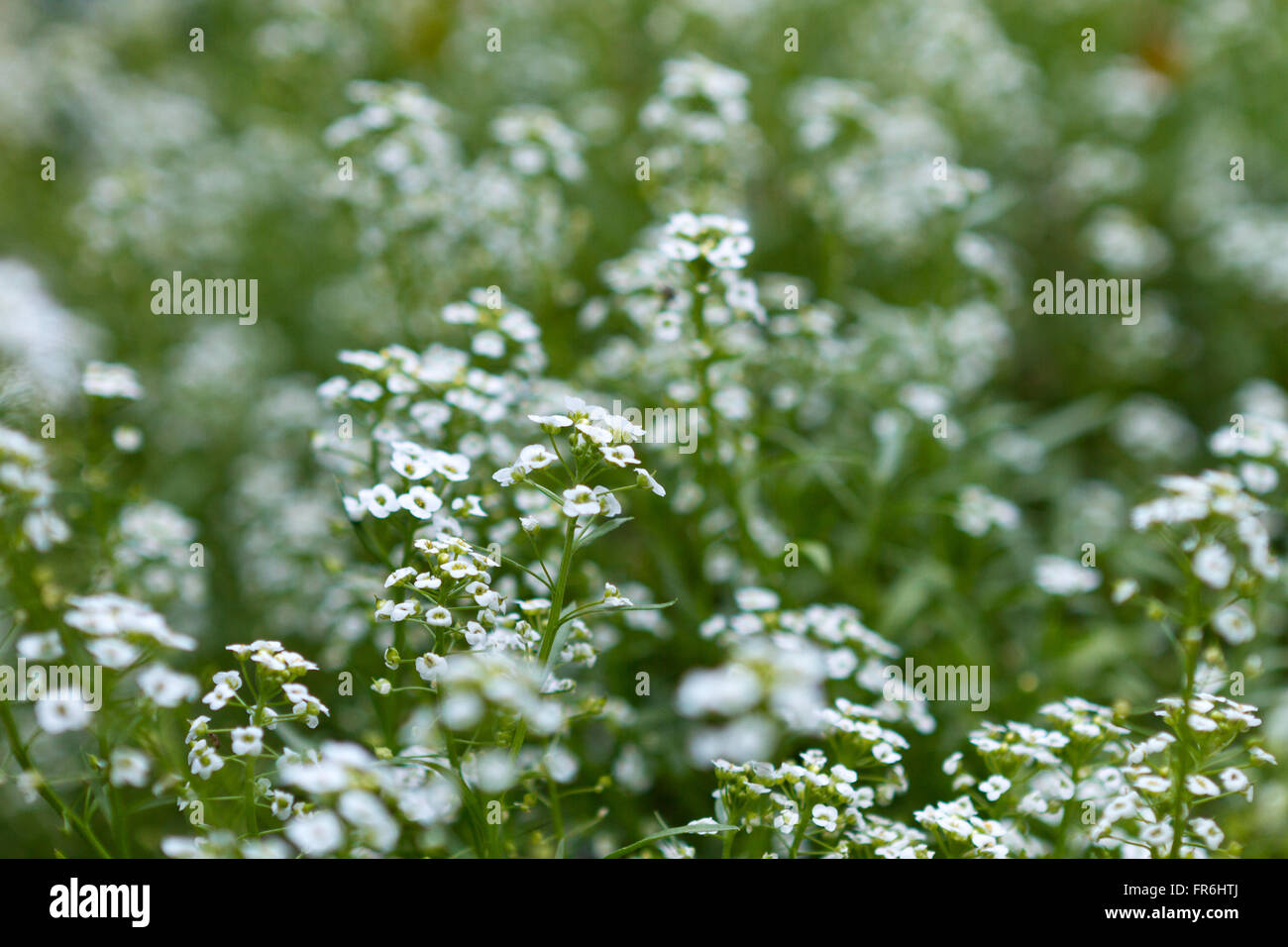 Alyssum hi-res stock photography and images - Alamy