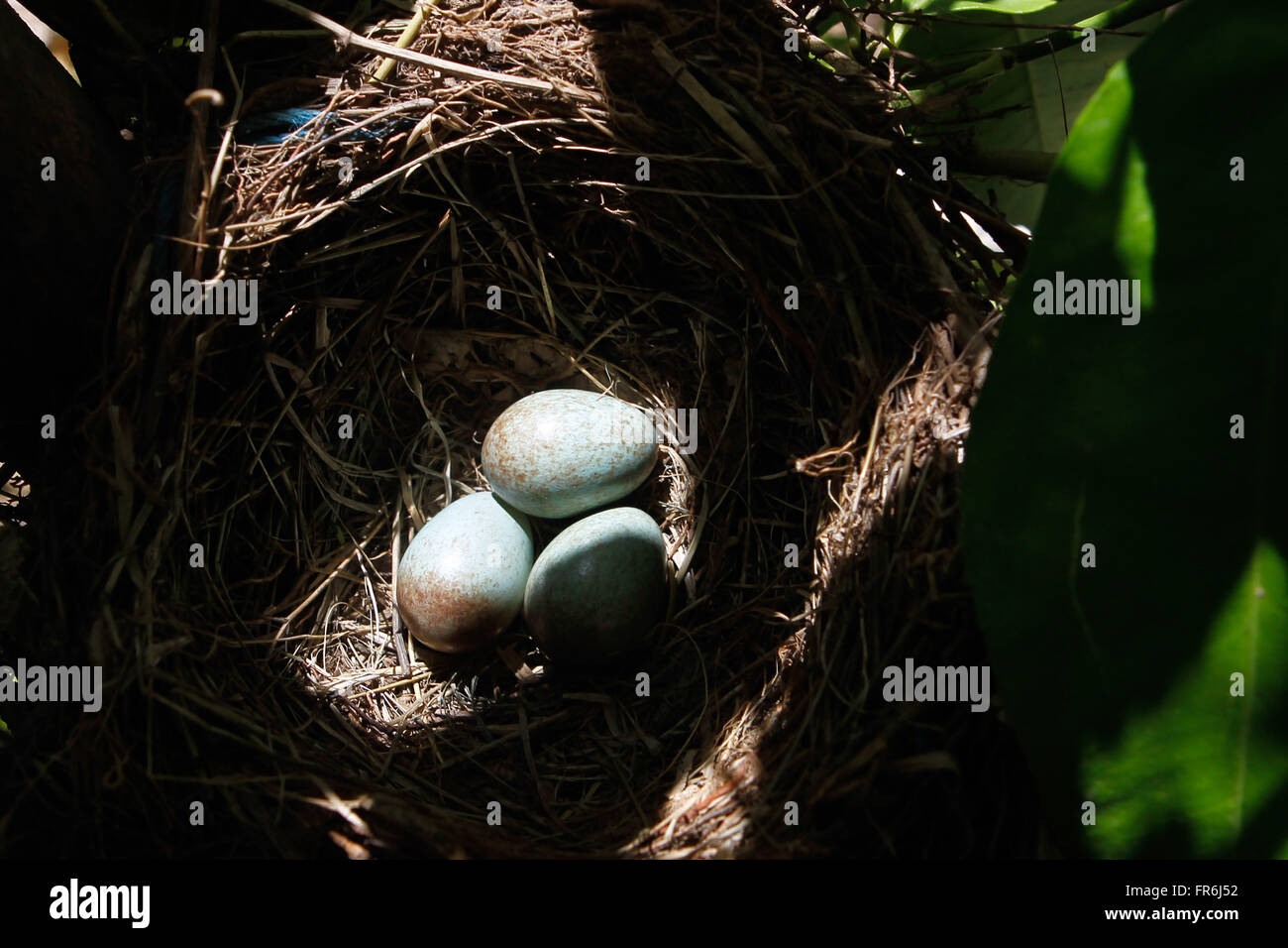 Blackbird (turdus merula) nest. Stock Photo