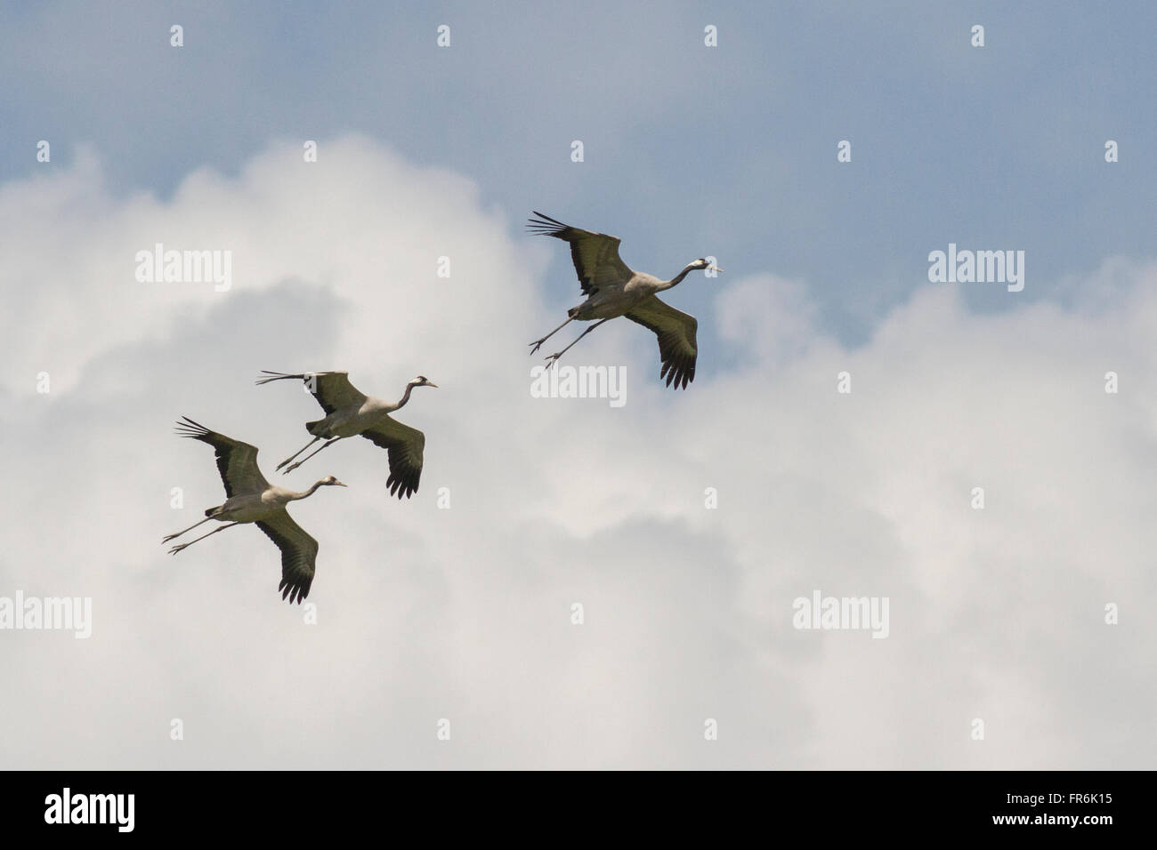 Indian crane bird hi-res stock photography and images - Alamy