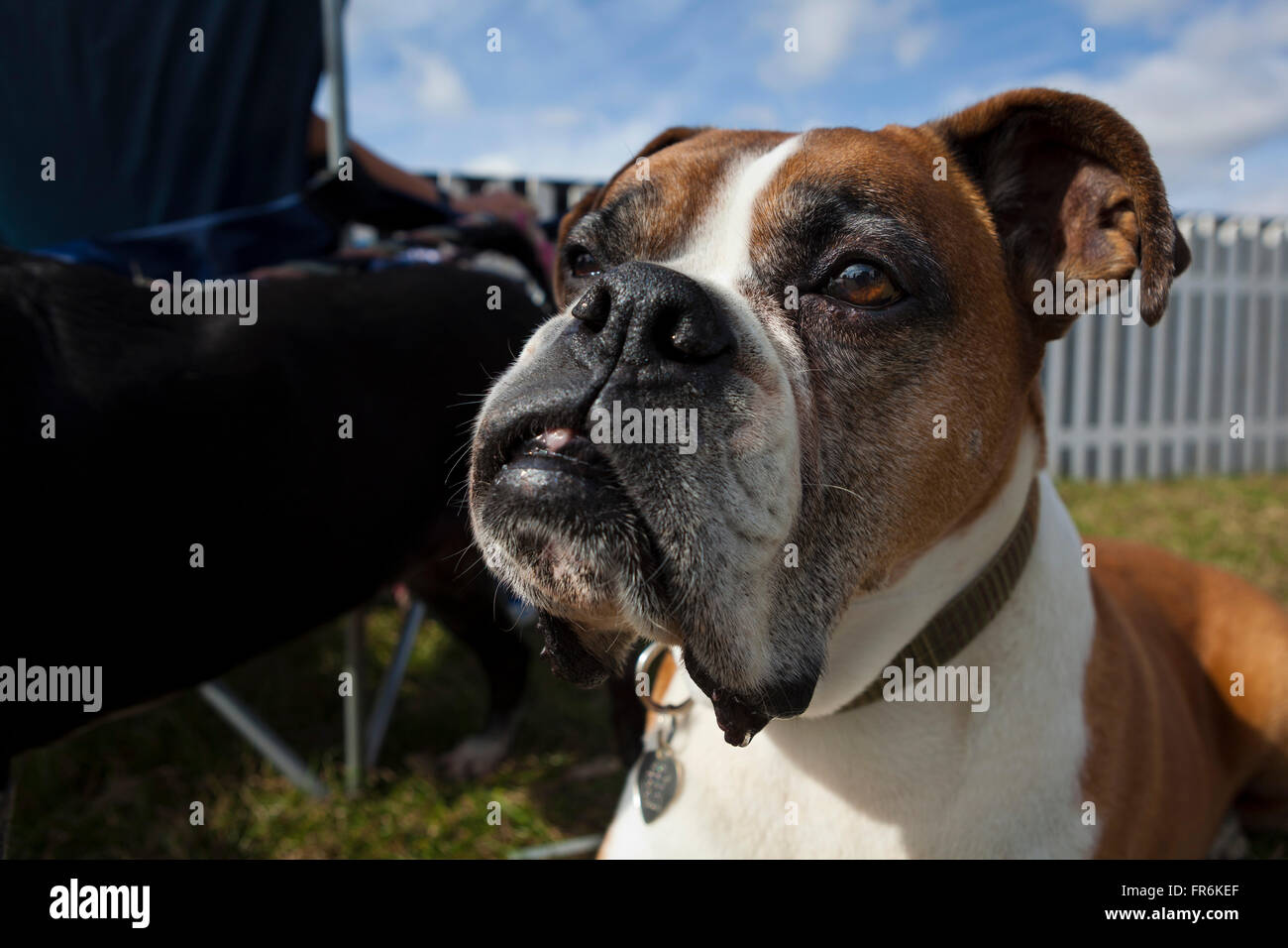 Small british store dogs