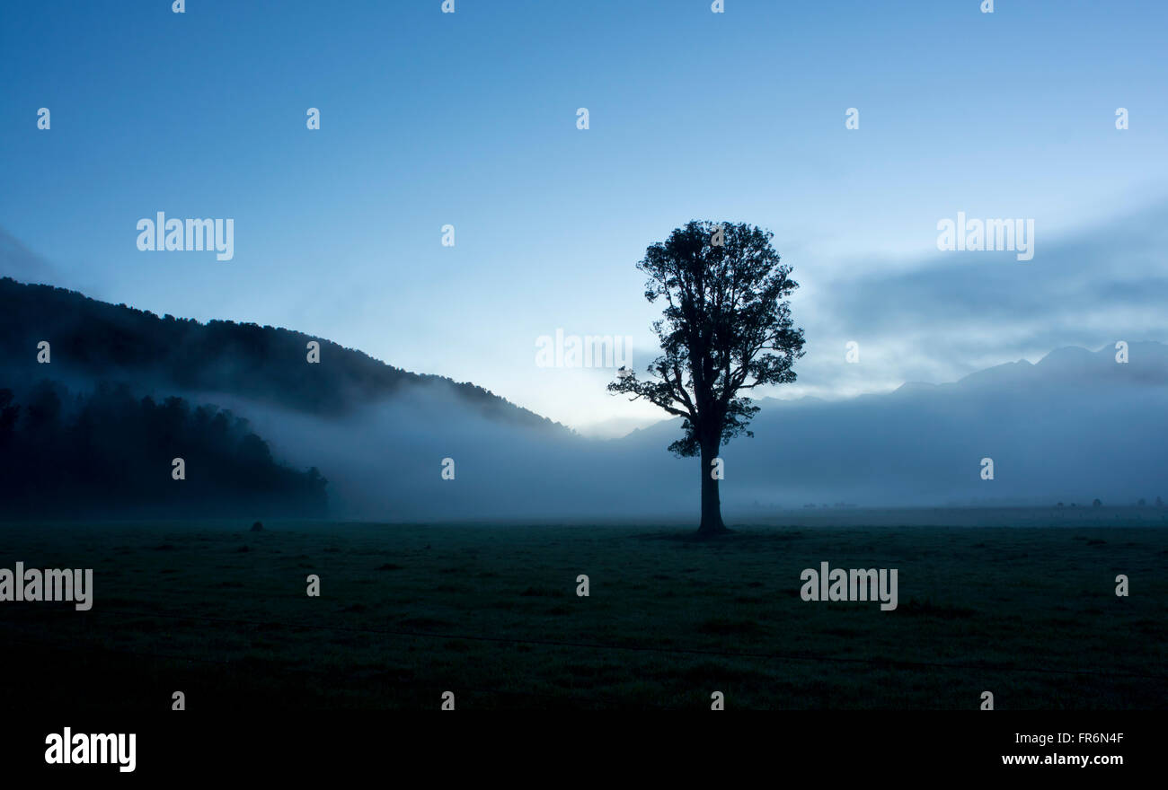 tree in the morning fog Stock Photo - Alamy