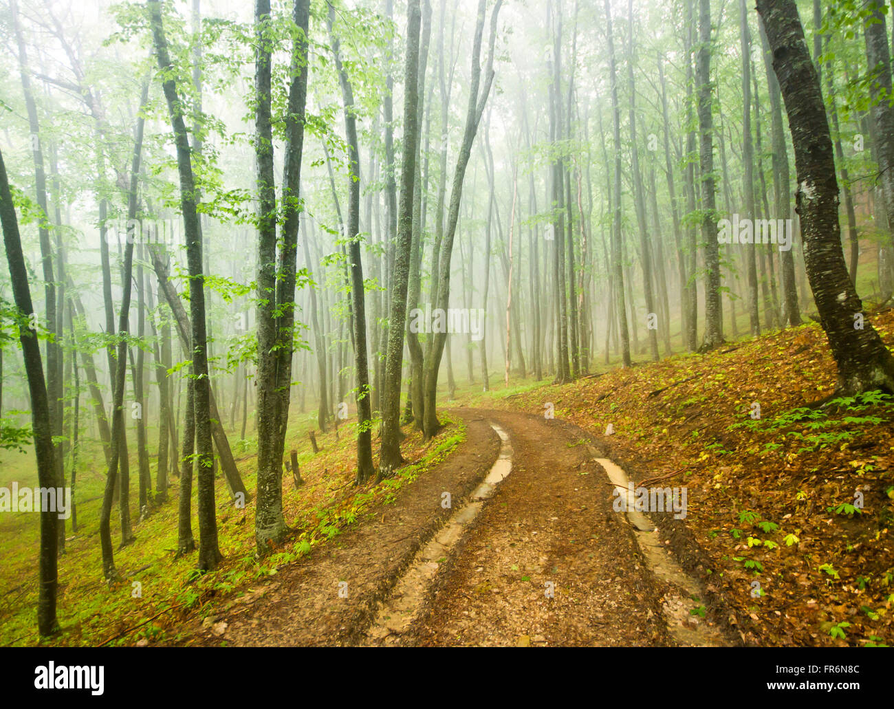 foggy forest with dirt road Stock Photo - Alamy