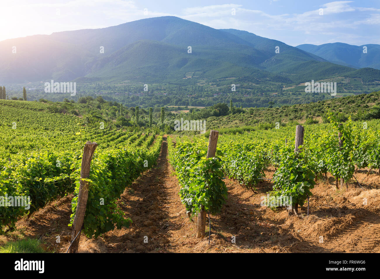 Republic of Macedonia, wine region Demir Kapija, Popova Kula winery Stock Photo