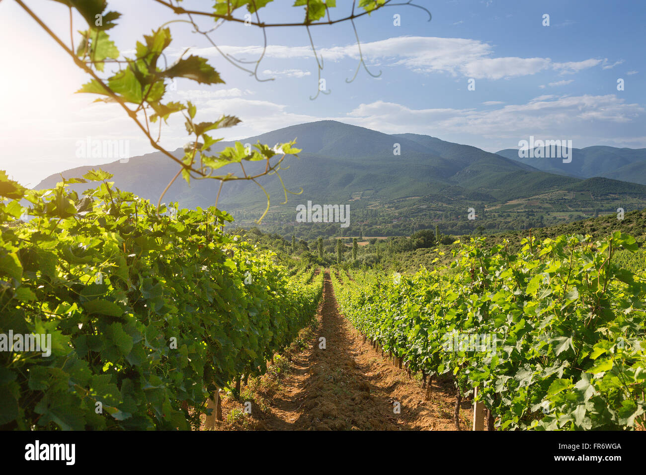 Republic of Macedonia, wine region Demir Kapija, Popova Kula winery Stock Photo