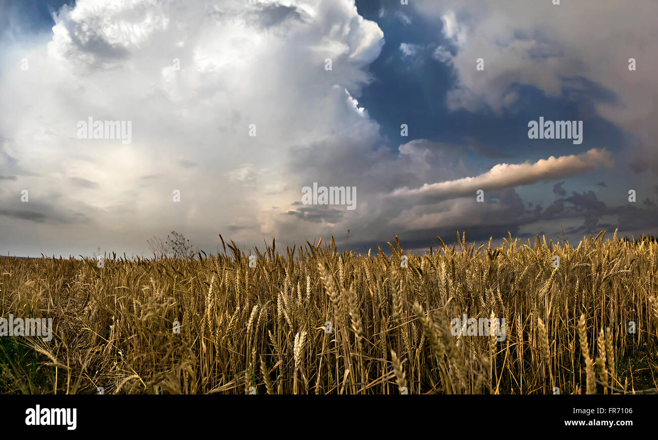 Panorama of wheat field with thunderclouds Stock Photo