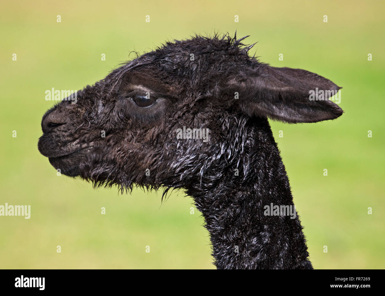 Black Alpaca (lama pacos) Stock Photo
