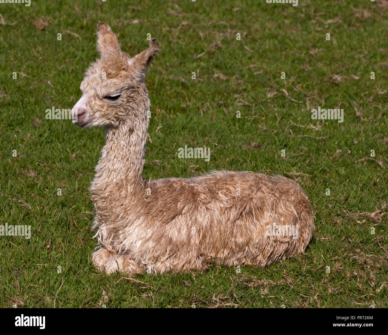 Alpaca Cria (lama pacos) Stock Photo