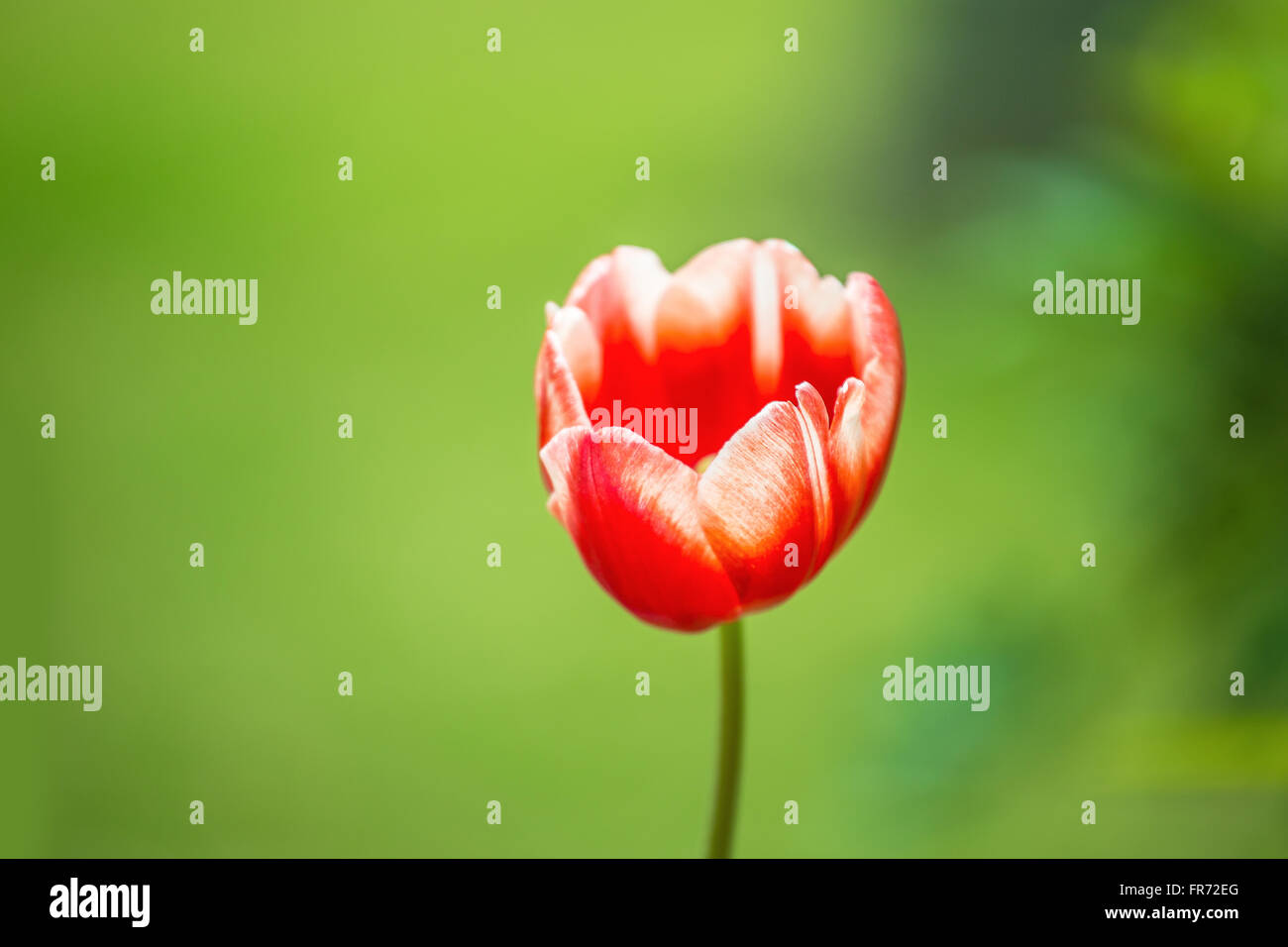 Tulip planting hi-res stock photography and images - Alamy