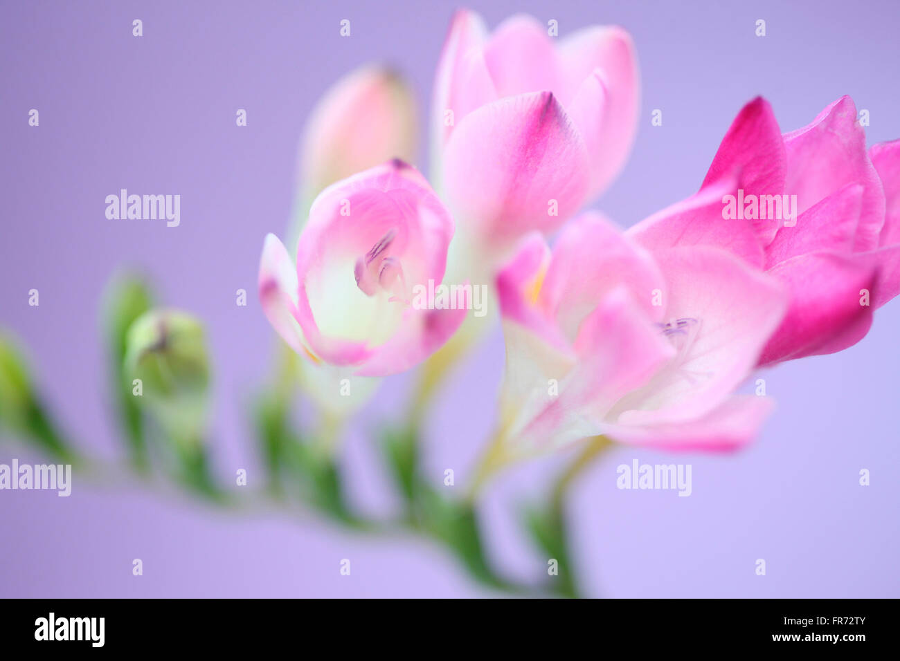 gentle pink freesia stem as sweet as its fragrance Jane Ann Butler Photography JABP1092 Stock Photo
