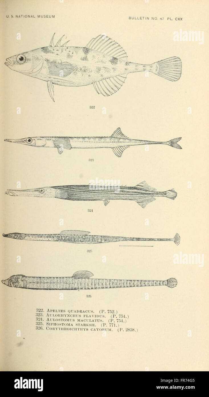 Temperate Fish Types Temperate freshwater fishes hi-res stock photography and images - Alamy