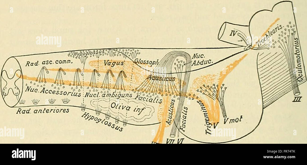 The practice of medicine; a text-book for practitioners and students, with special reference to diagnosis and treatment (1913) Stock Photo