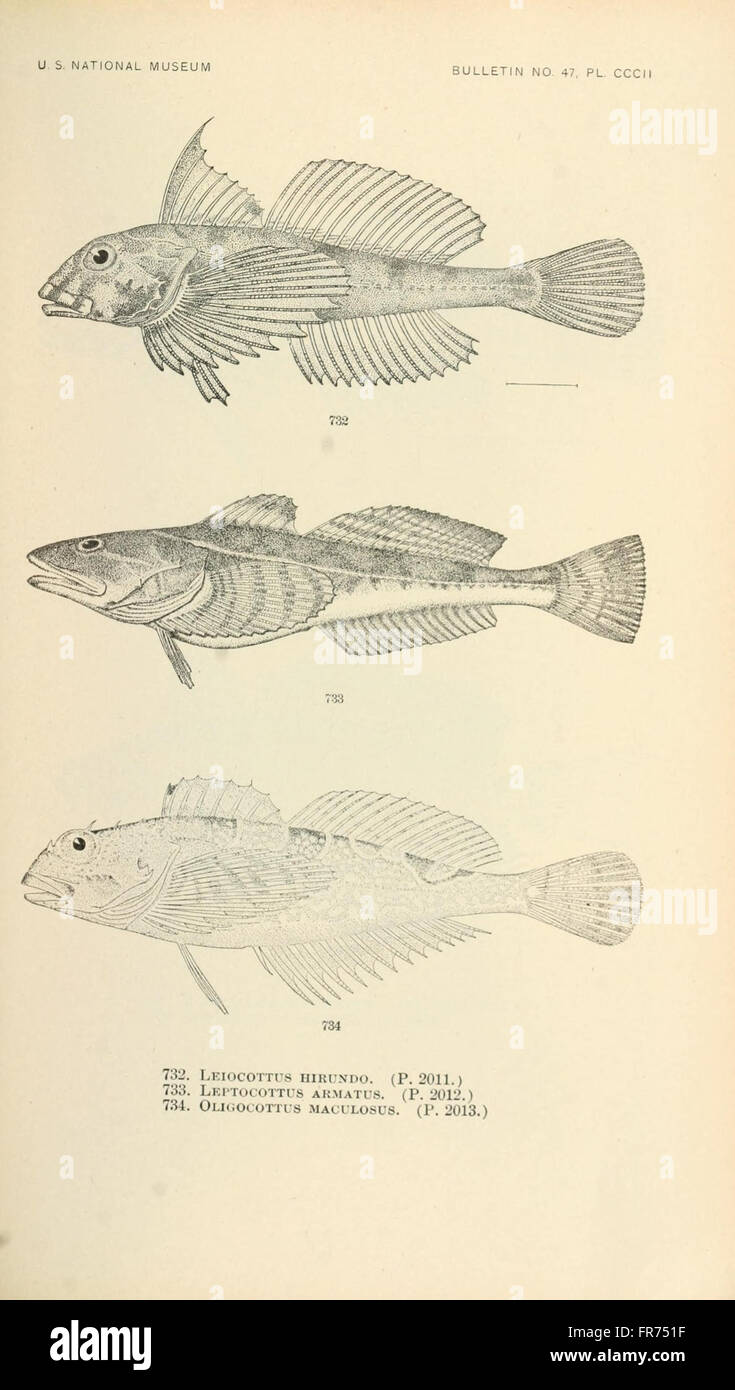 This plate features fish species from North and Middle America ...