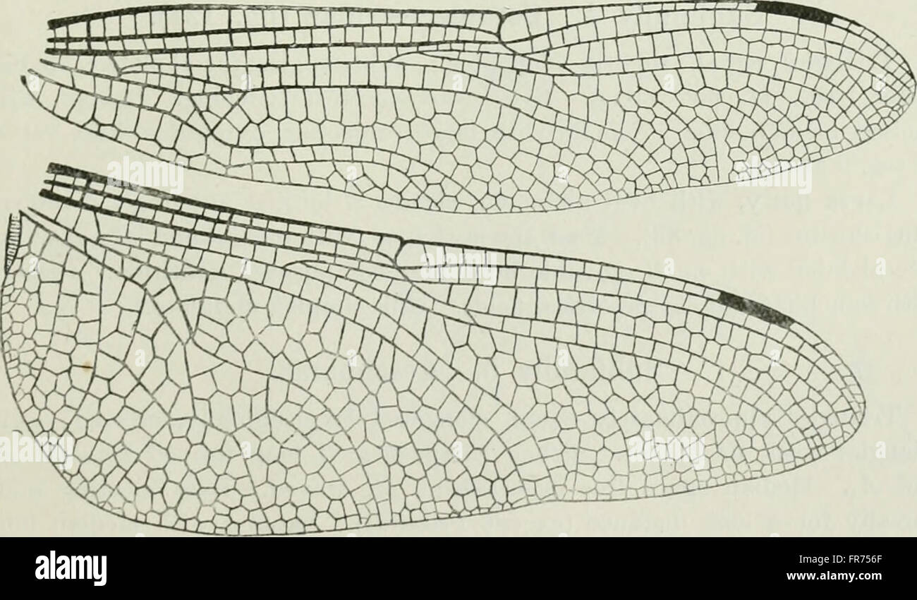 The biology of dragonflies (Odonata or Paraneuroptera) (1917 Stock ...