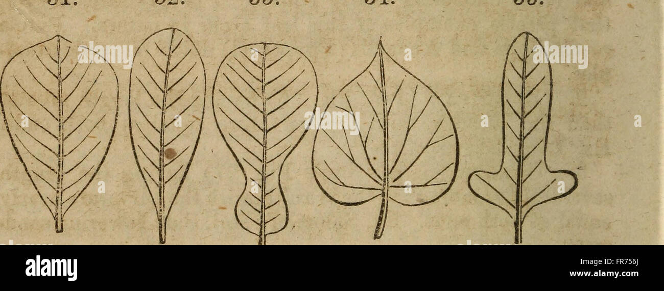A 1852 botanical textbook focused on the flora of Pennsylvania ...