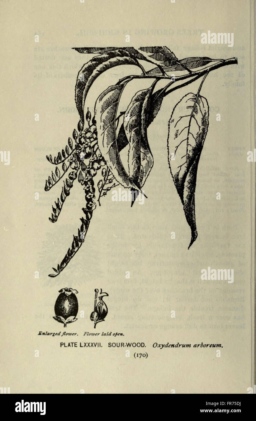 Tree Role A Guide to the Trees (Page 170) is a comprehensive resource for ...