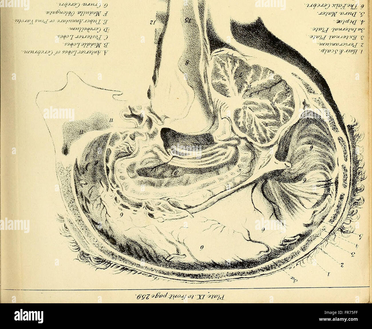 A practical treatise on medical jurisprudence - with so much of anatomy ...