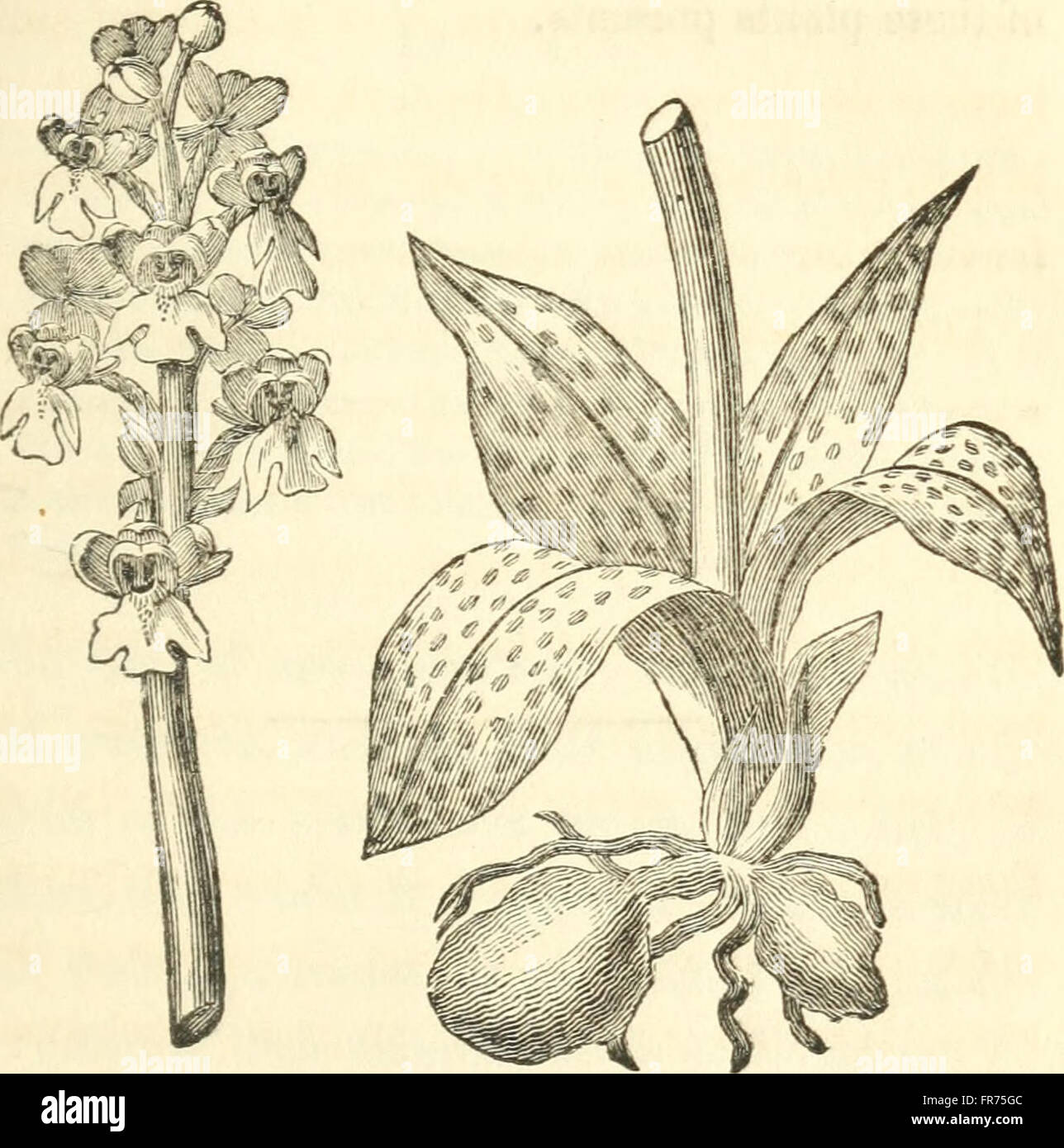 The field, the garden and the woodland, or, Interesting facts respecting flowers and plants in