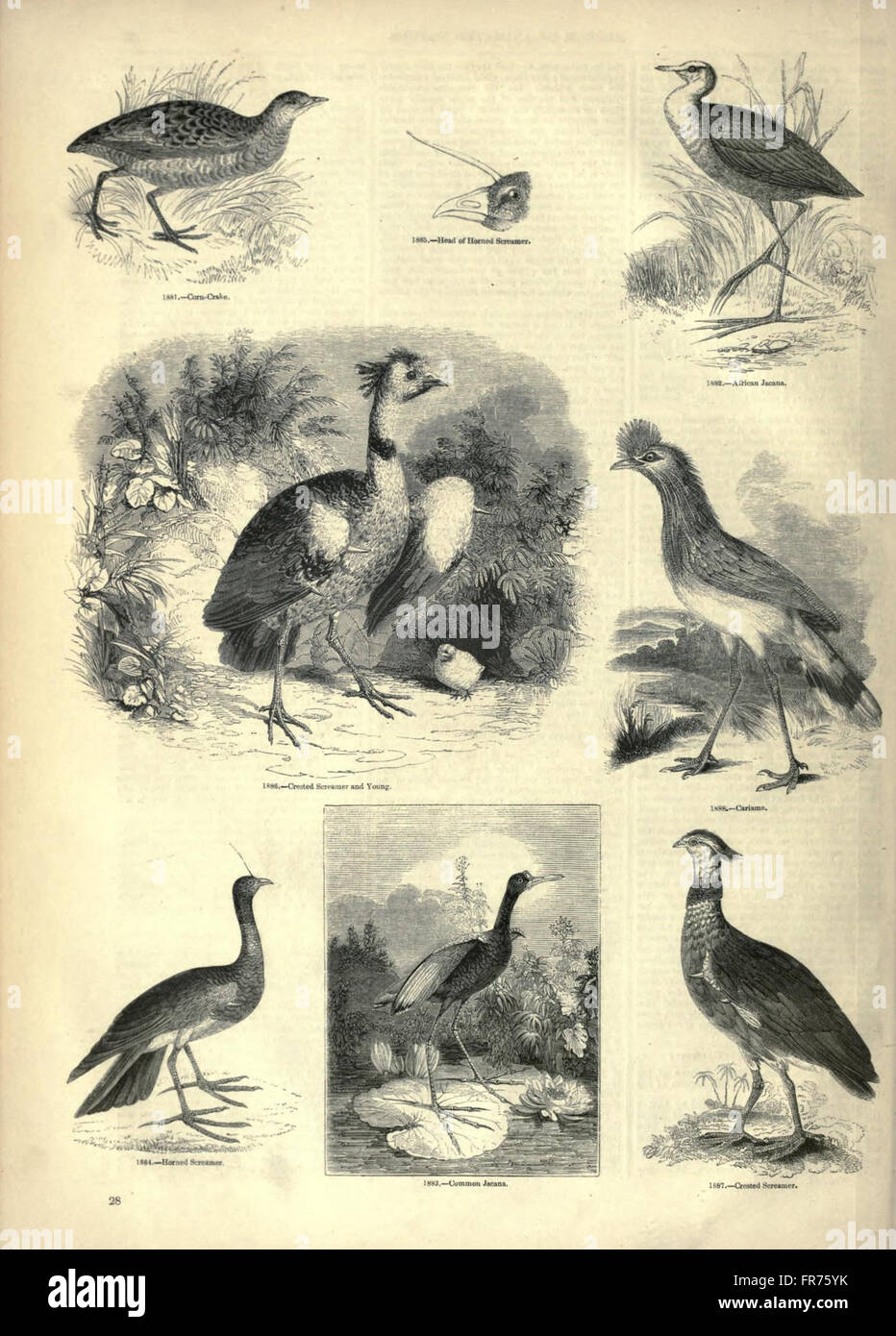 The pictorial museum of animated nature (Page 28) Stock Photo
