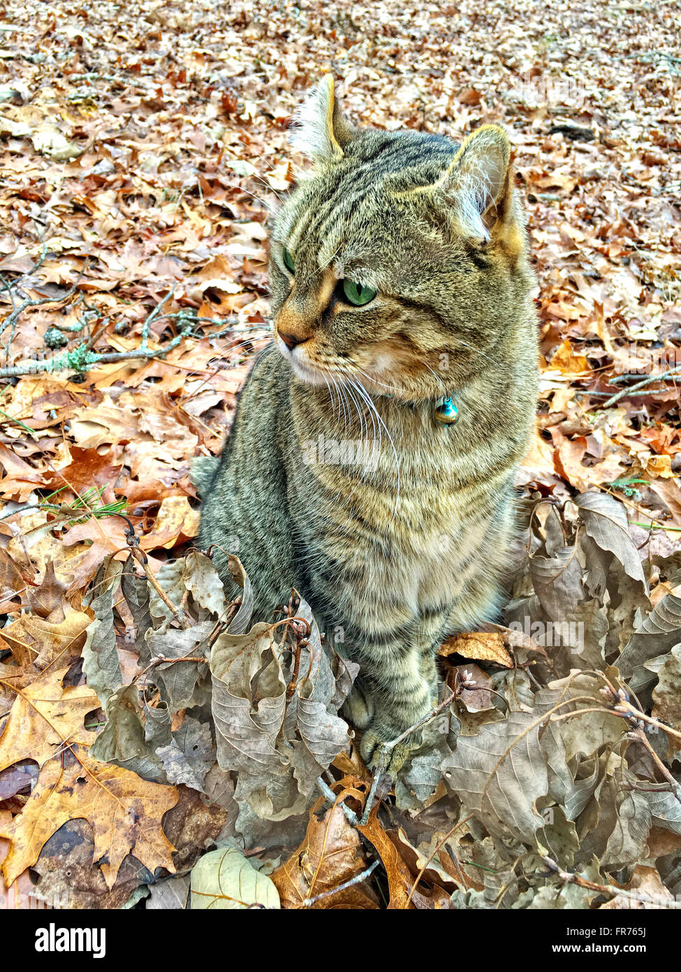 Beautiful Highland Lynx cat in the fall leaves Stock Photo