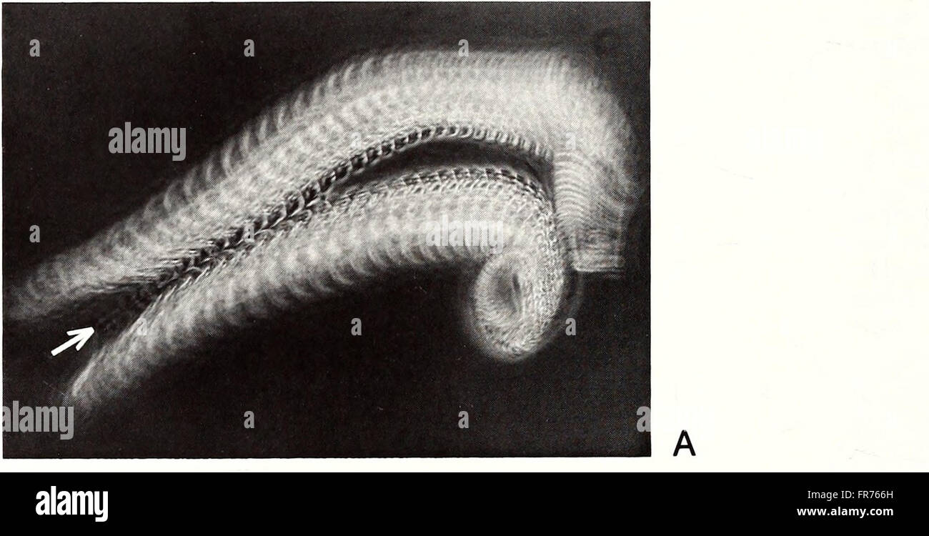 The 1988 edition of the American Malacological Bulletin discusses new ...
