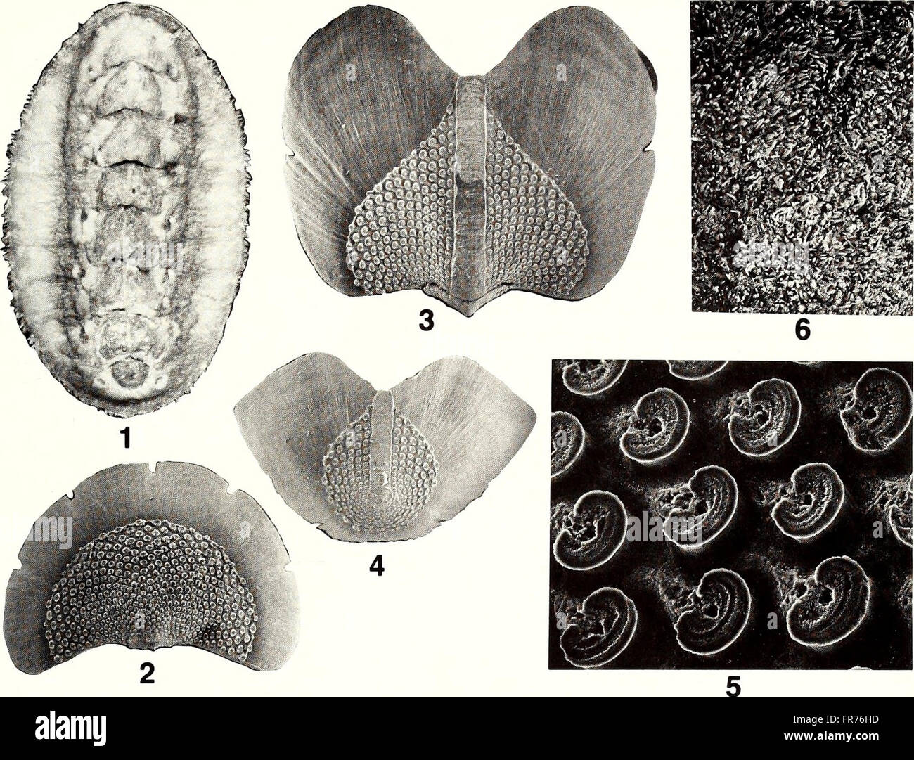 The American Malacological Bulletin, published in 1988, focuses on ...