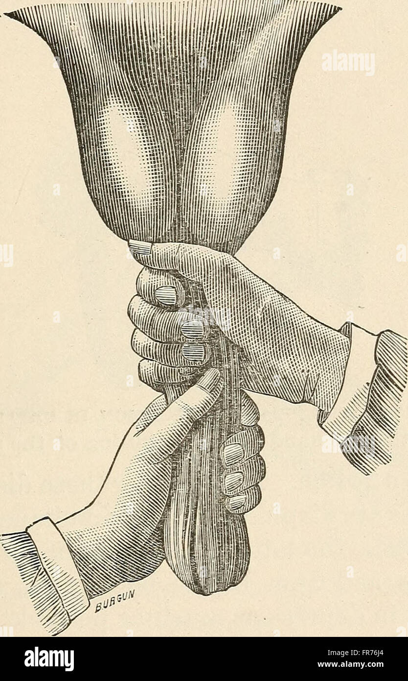 Animal castration (1902 Stock Photo - Alamy