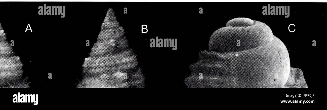The American Malacological Bulletin, published in 2001, focuses on the ...
