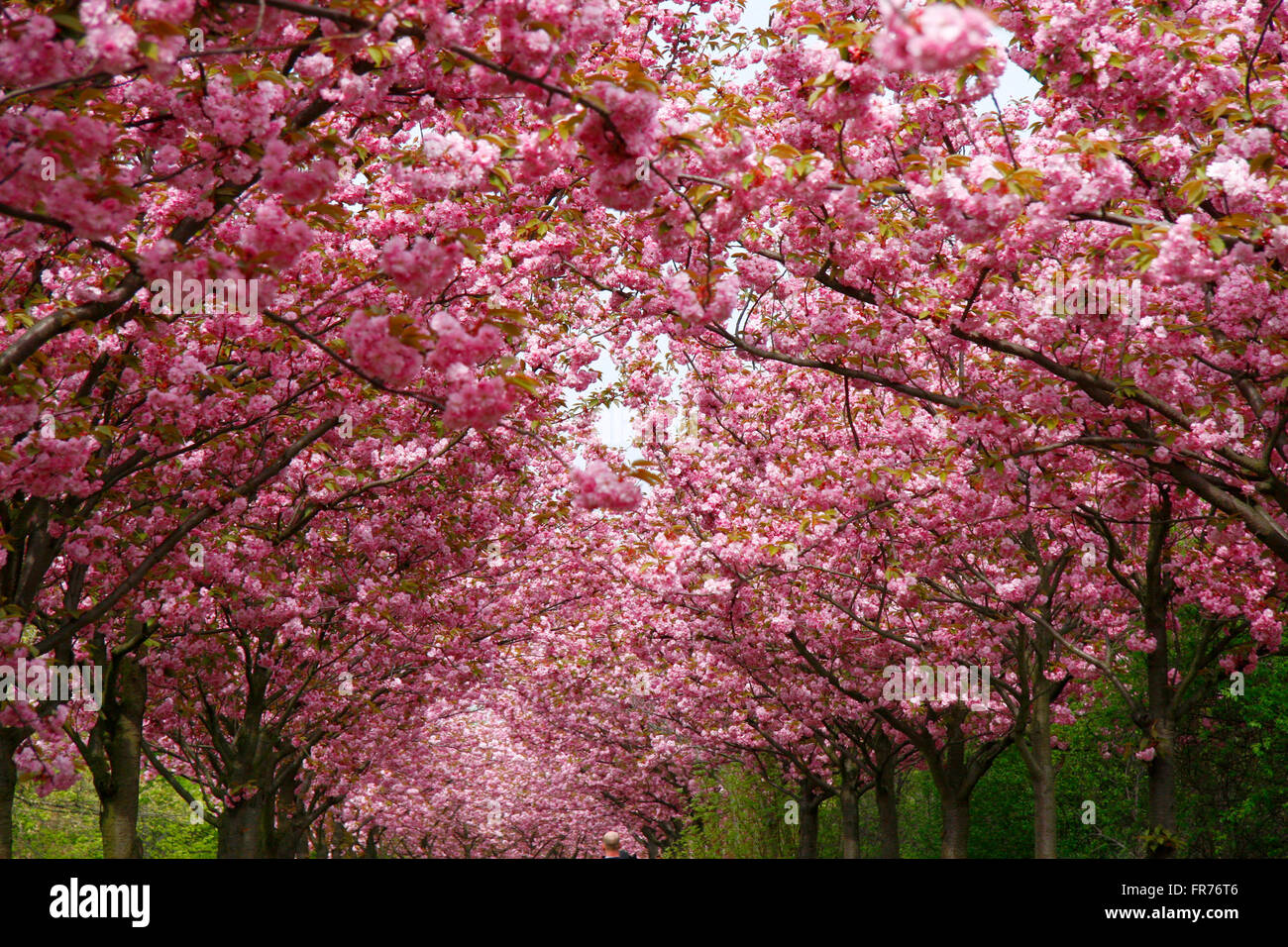 Kirschbluete, Berlin-Prenzlauer Berg. Stock Photo