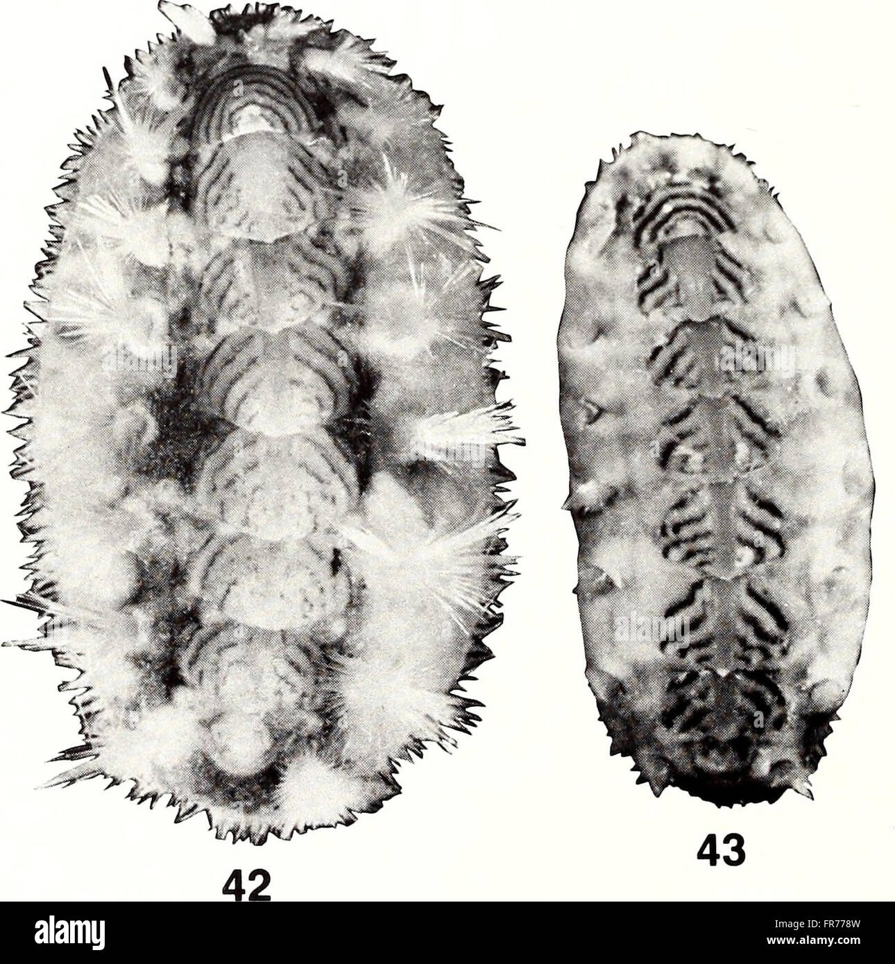 The 1988 edition of the American Malacological Bulletin presents ...