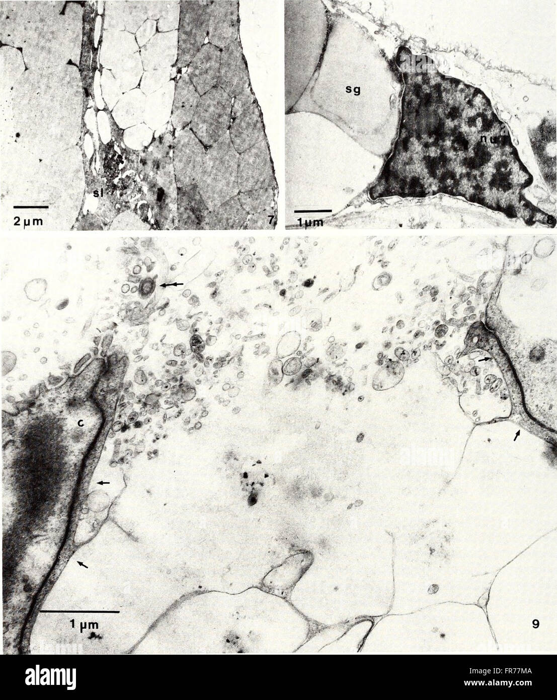 The 1988 edition of the American Malacological Bulletin features ...