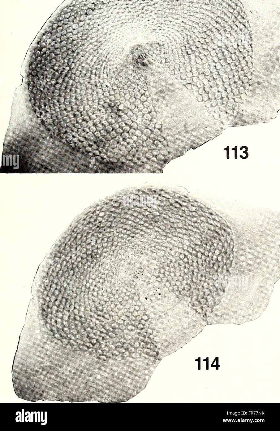 The 1988 edition of the American Malacological Bulletin presents ...
