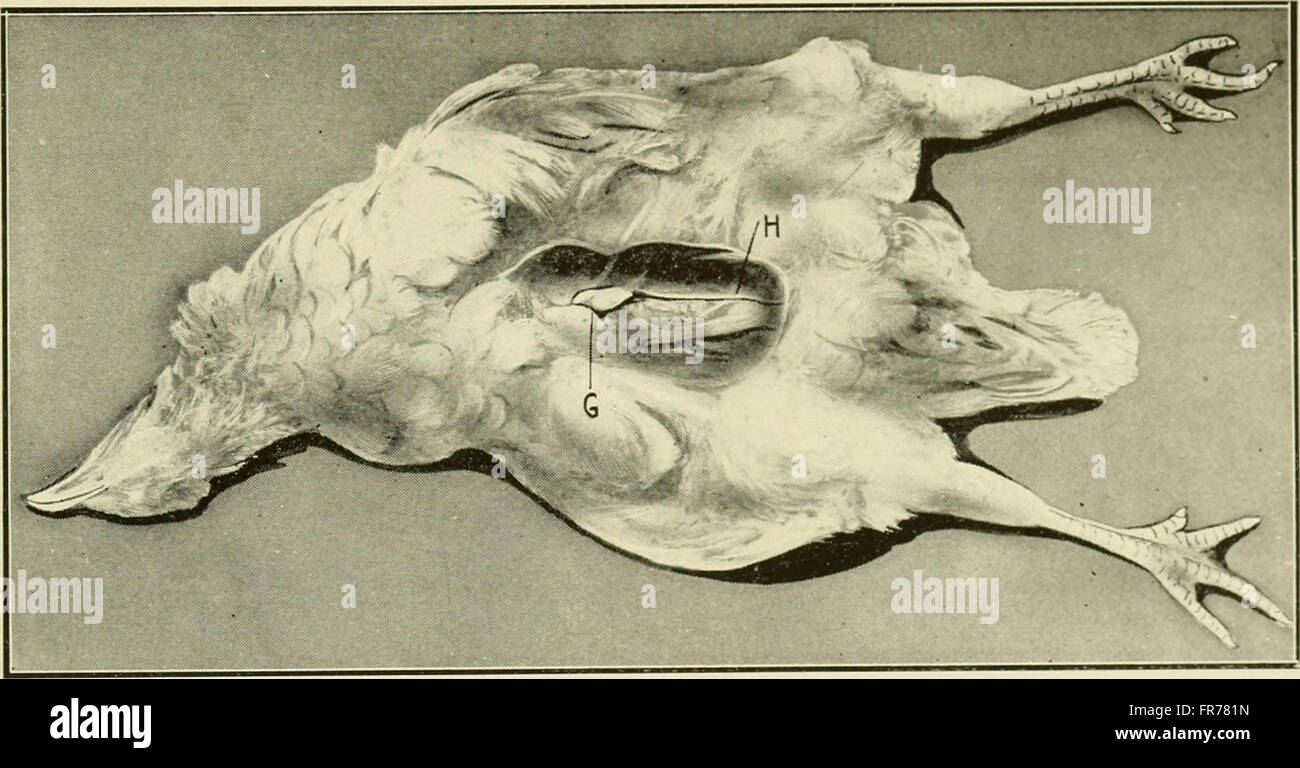 A 1914 guide for students and practitioners on animal castration ...